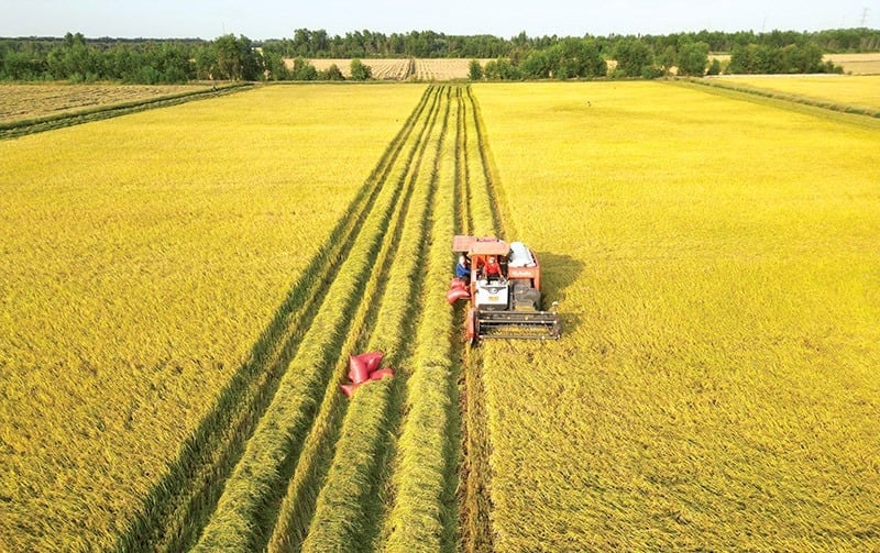 Kế hoạch hành động được xây dựng với mục tiêu đảm bảo triển khai đồng bộ, kịp thời và hiệu quả các nhiệm vụ của Đề án, hướng tới phát triển nền nông nghiệp phát thải thấp. Ảnh: Báo Đầu tư.