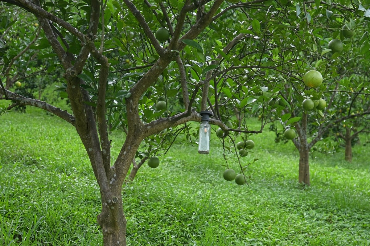 Đèn bẫy ruồi đục quả được treo trên cây cam ở HTX 3T Farm. Ảnh: Tùng Đinh.