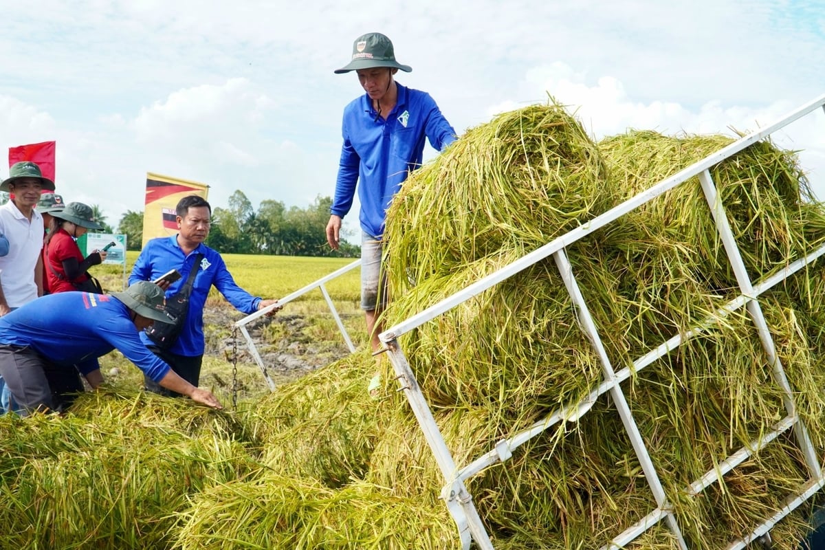 Từ năm 2024, dịch vụ máy cuộn rơm của HTX Hưng Lợi đã phục vụ trên 80% diện tích lúa của thành viên và 55% diện tích ngoài HTX. Ảnh: Kim Anh.