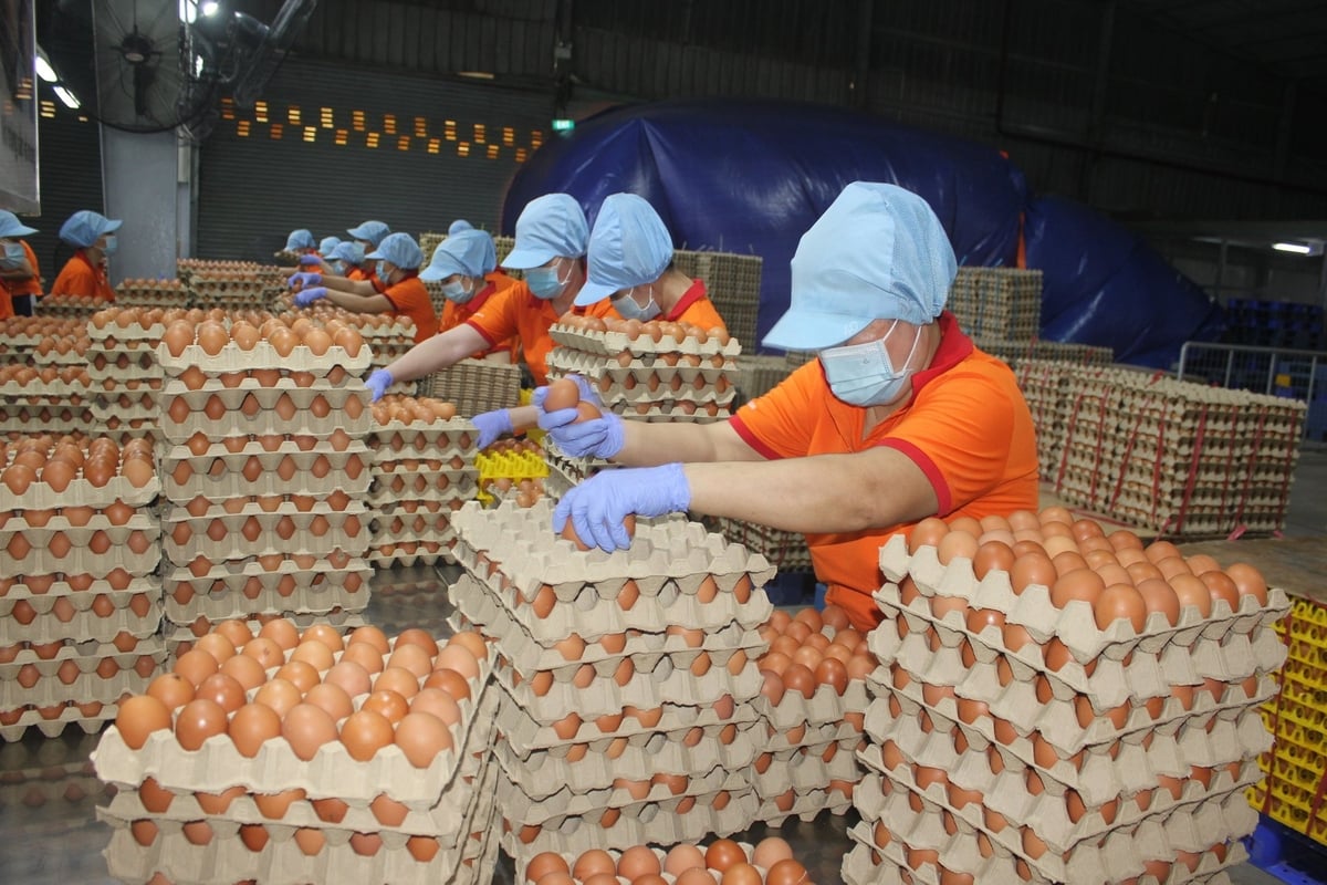 Tây Ninh trở thành điểm đến thu hút dòng vốn đầu tư chăn nuôi lớn. Ảnh: Trần Trung. Tây Ninh trở thành điểm đến thu hút dòng vốn đầu tư chăn nuôi lớn. Ảnh: Trần Trung.