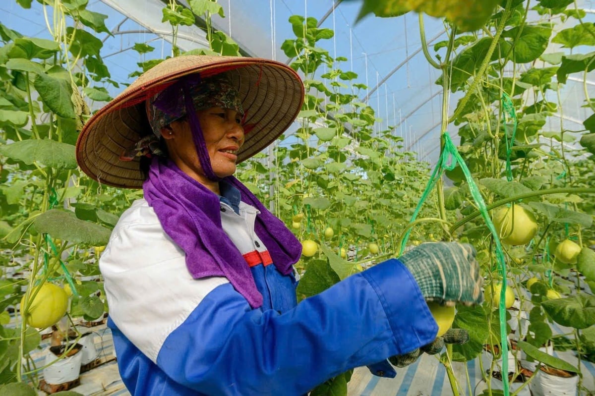 Thu hoạch dưa lưới trồng theo mô hình nông nghiệp công nghệ cao ở Quảng Tân, huyện Đầm Hà cũ. Ảnh: Đinh Hùng. 