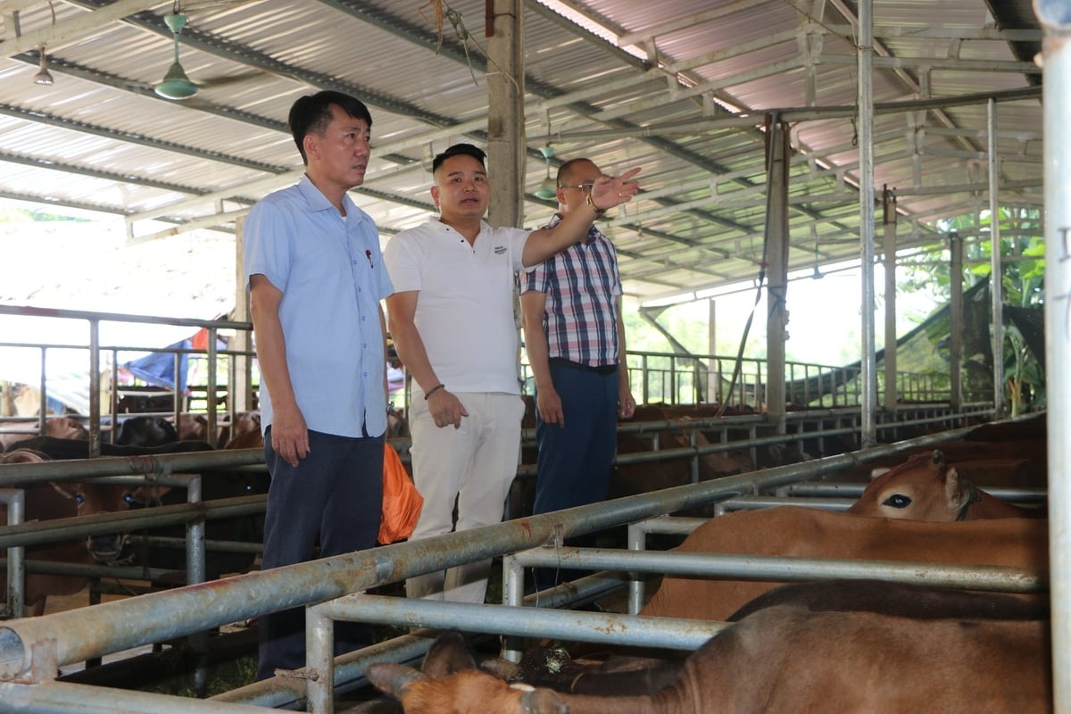 Anh Hoàng Văn Liêm, Giám đốc Hợp tác xã Dịch vụ tổng hợp Thiên An (đứng giữa áo trắng) phát triển chăn nuôi quy mô hơn 1.500 con trâu, bò. Ảnh: Thanh Ngà. Anh Hoàng Văn Liêm, Giám đốc Hợp tác xã Dịch vụ tổng hợp Thiên An (đứng giữa áo trắng) phát triển chăn nuôi quy mô hơn 1.500 con trâu, bò. Ảnh: Thanh Ngà.