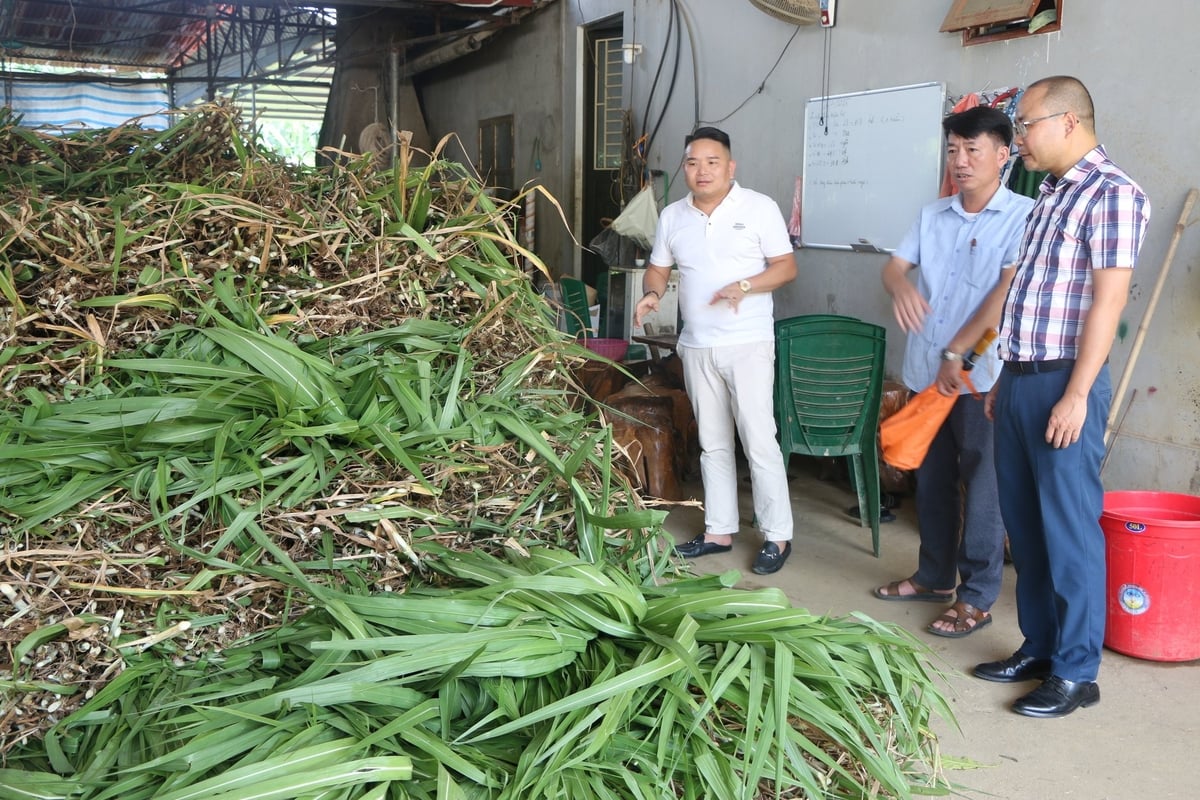 Xã Yên Thành vùng đất có đồng cỏ bạt ngàn, khí hậu thuận lợi cho chăn nuôi đại gia súc. Ảnh: Thanh Ngà. Xã Yên Thành vùng đất có đồng cỏ bạt ngàn, khí hậu thuận lợi cho chăn nuôi đại gia súc. Ảnh: Thanh Ngà.