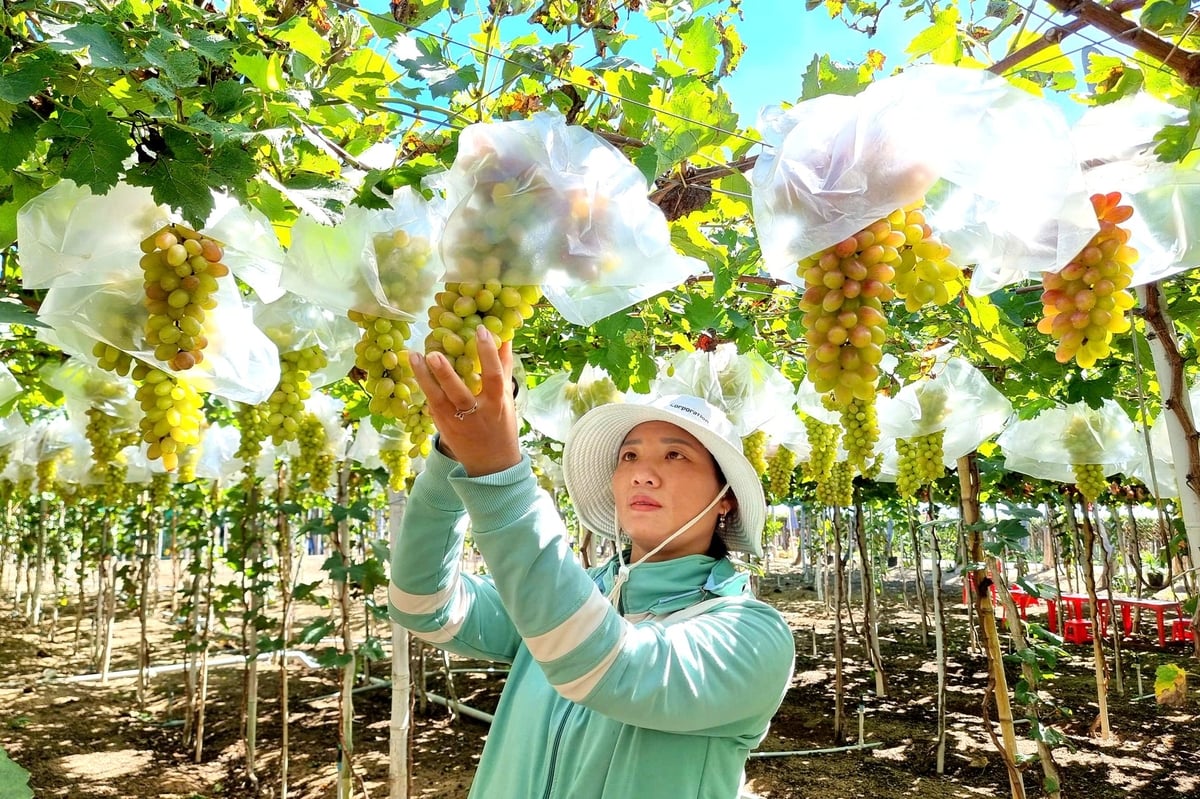 Nho là một trong những cây trồng chủ lực của tỉnh Khánh Hòa. Ảnh: Nguyễn Thanh.