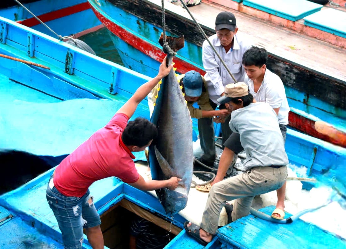 Khánh Hòa là một trong những tỉnh có thế mạnh về nghề khai thác cá ngừ đại dương. Ảnh: Kim Sơ.