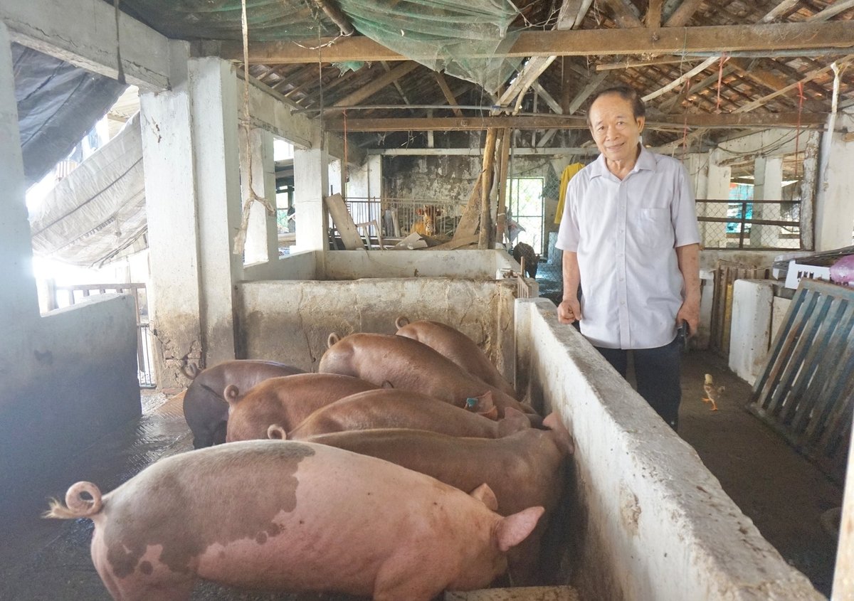 Chuồng trại sạch sẽ, kiểm soát nguồn thức ăn để đảm bảo an toàn dịch bệnh cho đàn vật nuôi sau lũ. Ảnh: Lan Anh.