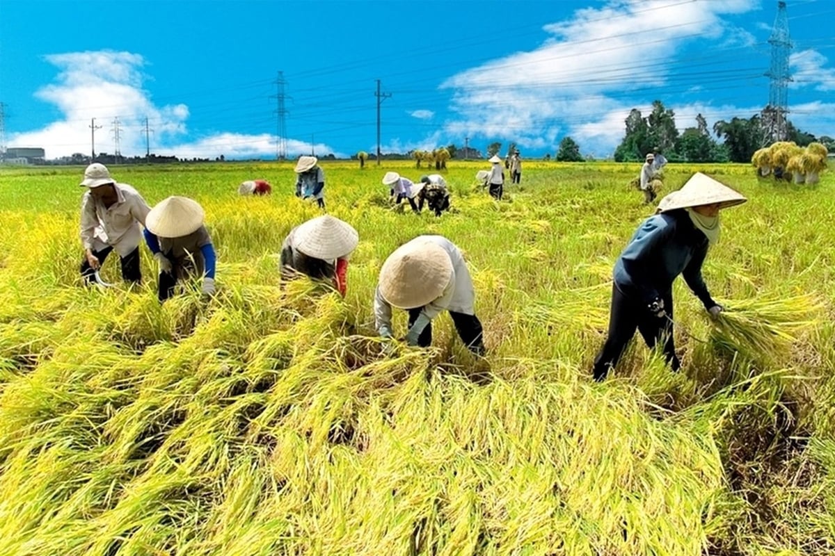 Điểm nhấn của mô hình mới là yêu cầu mọi hoạt động khuyến nông phải bám địa bàn, bám hộ, bám tổ nhóm sản xuất. Ảnh: DT.