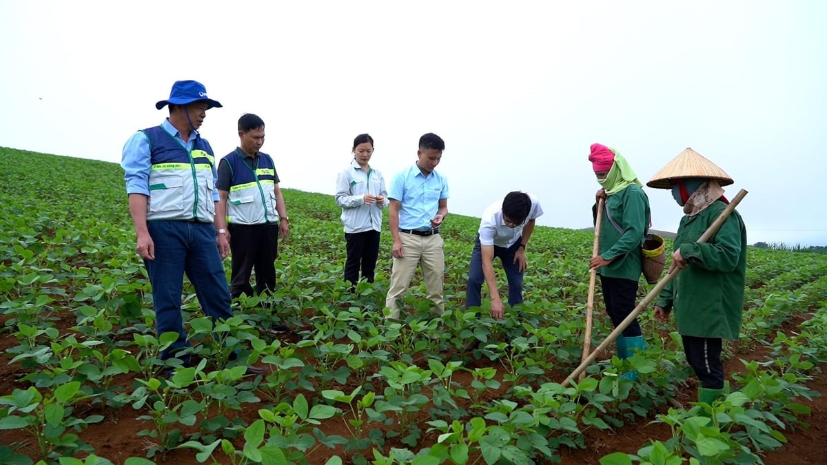 Khuyến nông cộng đồng tham gia nhiều hoạt động ở nông thôn. Ảnh: Hoàng Anh.