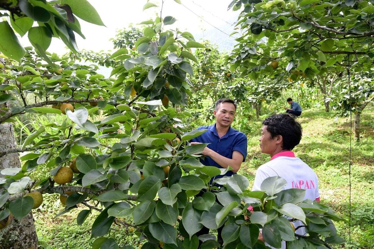 Cây lê VH6 đang mở lối phát triển kinh tế xanh cho người dân xã Mường Hum, Lào Cai. Ảnh: Bích Hợp.