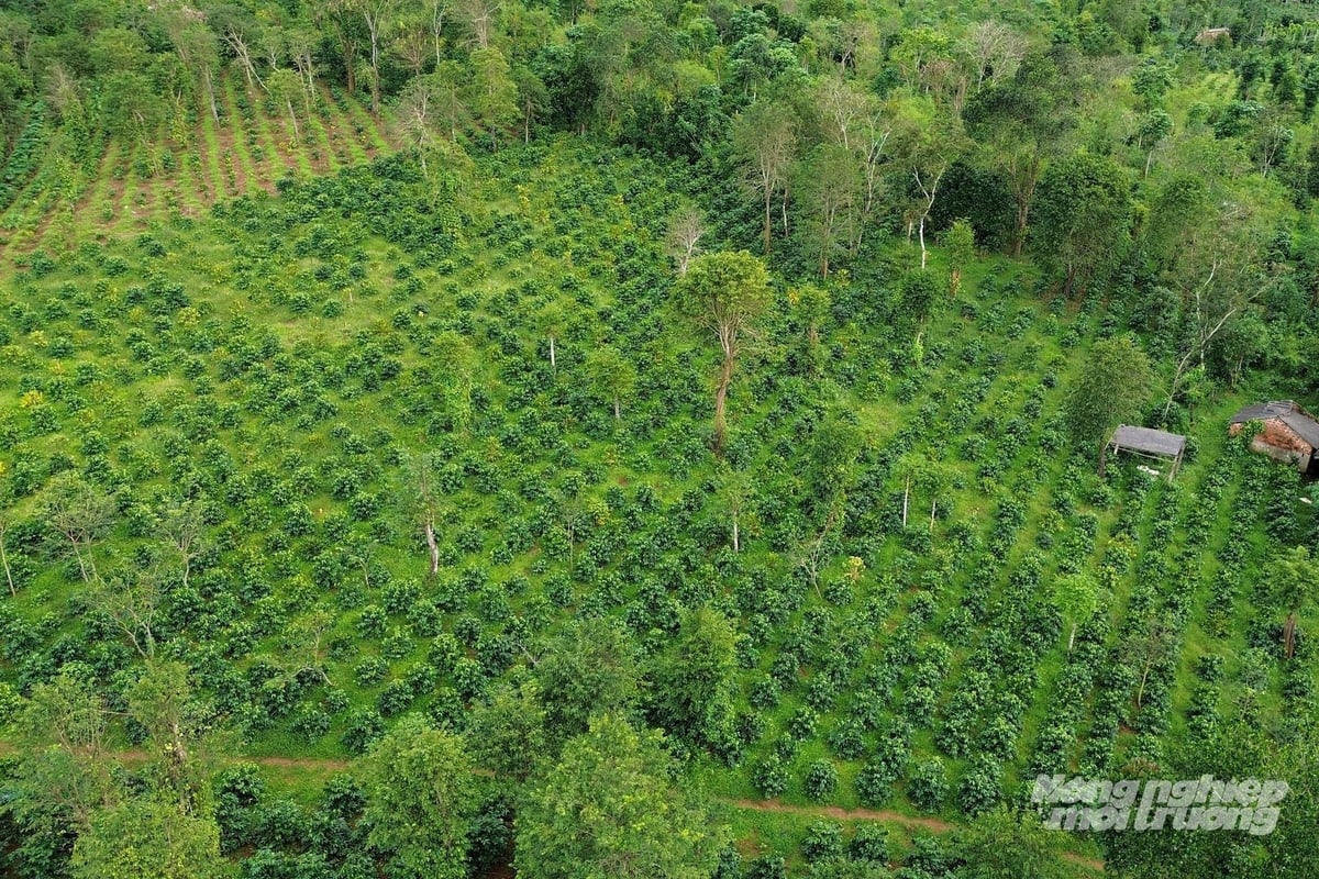 Xã Hướng Phùng hiện chiếm 62% diện tích cà phê của tỉnh Quảng Trị. Ảnh: Võ Dũng.