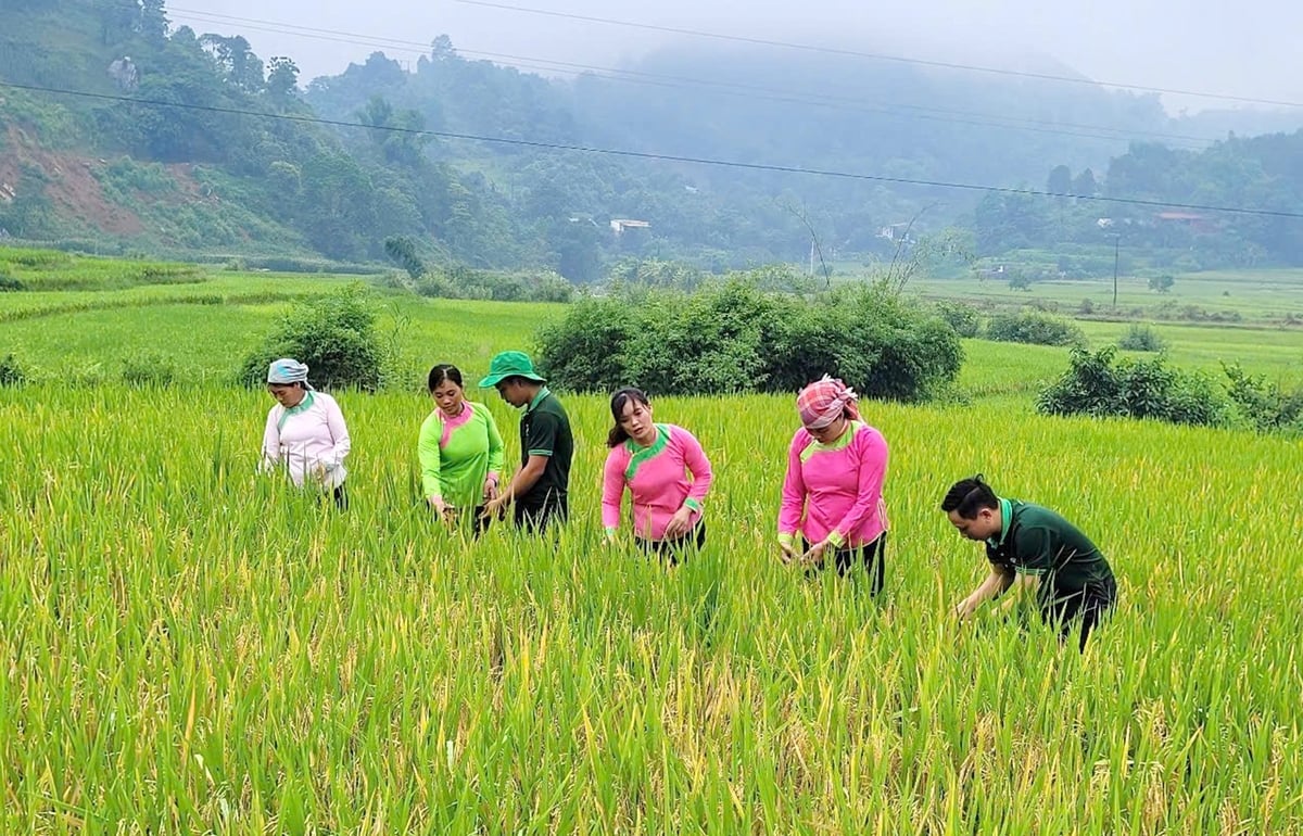 Cánh đồng lúa hữu cơ séng cù tại xã Bản Xèo, đang dần khẳng định tính hiệu quả trong nông nghiệp xanh tại Lào Cai. Ảnh : Bích Hợp.