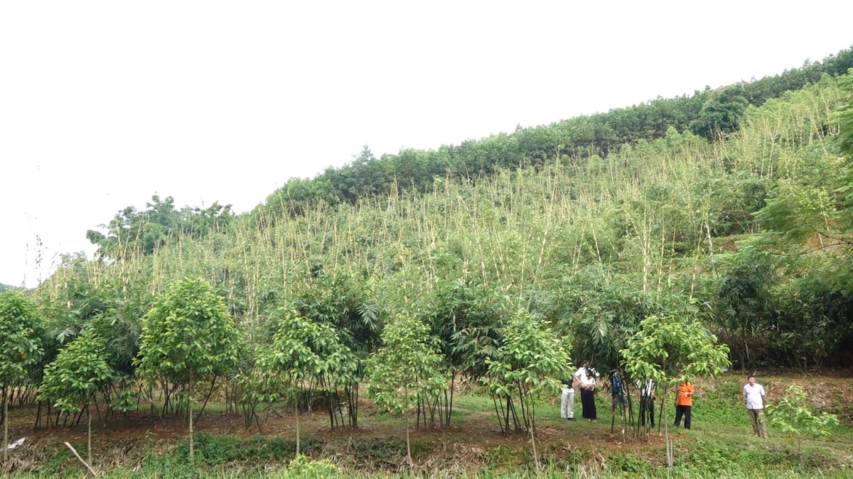 Mô hình trồng măng Lục Trúc của anh Lâm Xuân Quang ở xã Nam Hòa. Ảnh: Quang Linh.