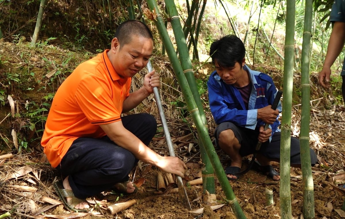 Anh Lâm Xuân Quang (bên trái) kiểm tra chất lượng măng Lục Trúc. Ảnh: Quang Linh.