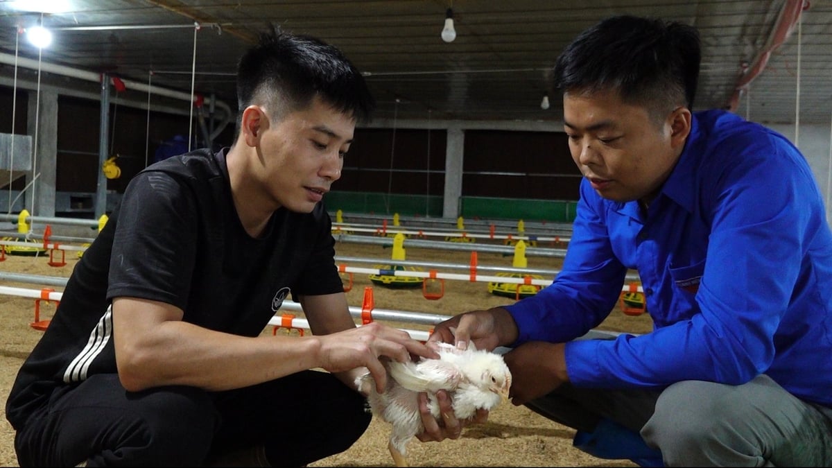 Anh Âu Xuân Hữu (bên phải) mong muốn được hỗ trợ cơ chế về đất đai để mở rộng quy mô chăn nuôi. Ảnh: Quang Linh.