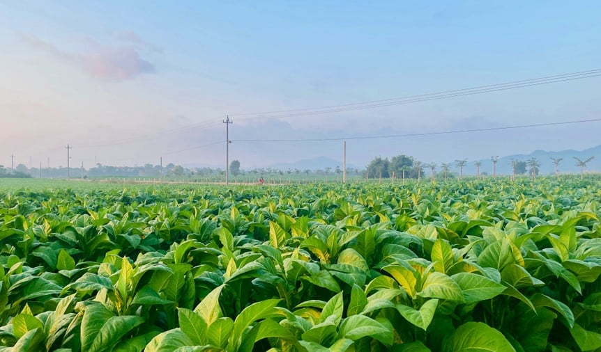 Thuốc lá đang trở thành cây trồng chủ lực tại xã Ia Rsai. Ảnh: Tuấn Anh.