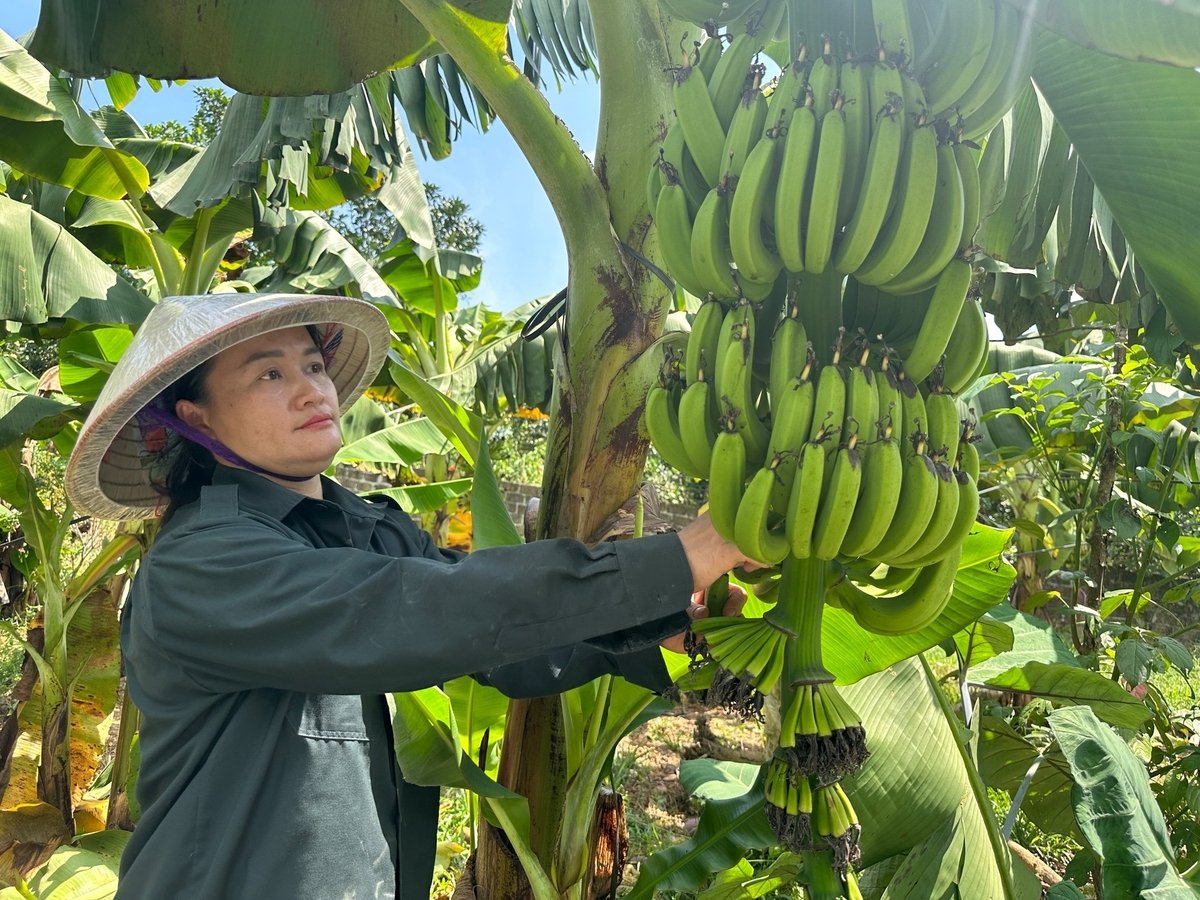 Chị Bàn Thị Hồng đặc biệt chú trọng phòng chống sâu bệnh hại cây chuối. Ảnh: Quang Linh.