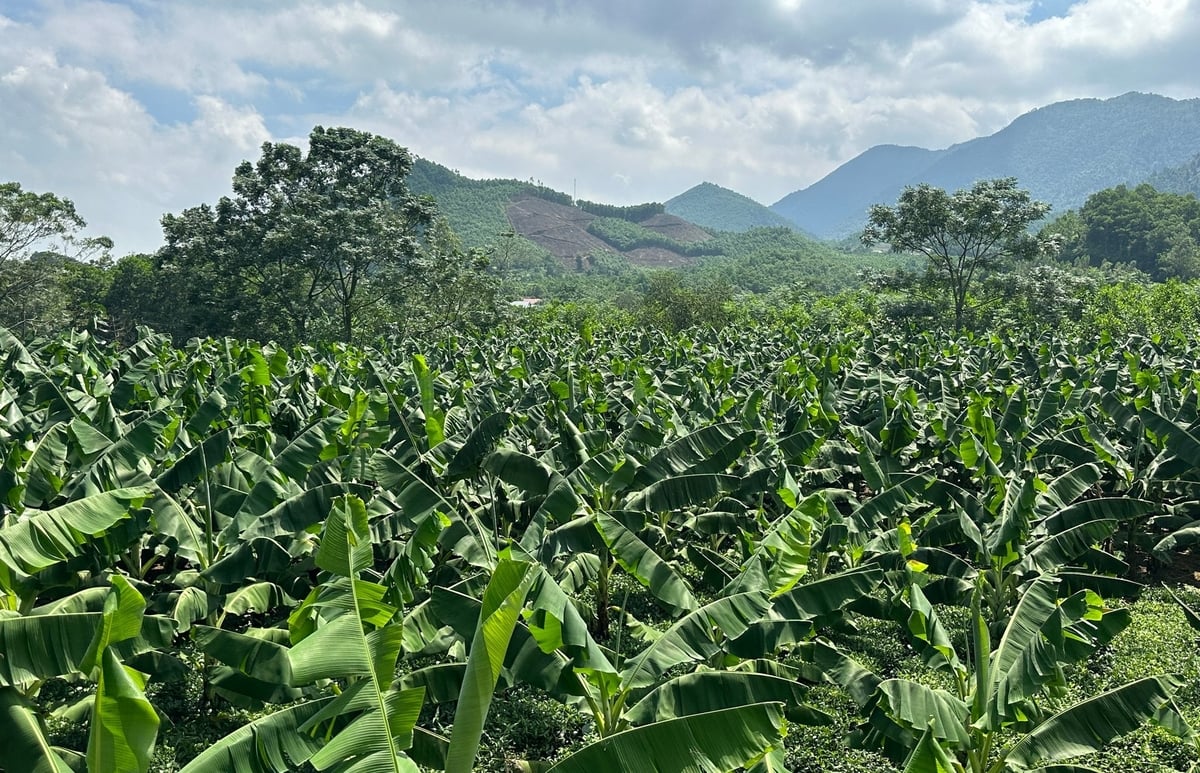 Vườn chuối của chị Bàn Thị Hồng xanh tốt, ít sâu bệnh. Ảnh: Quang Linh.