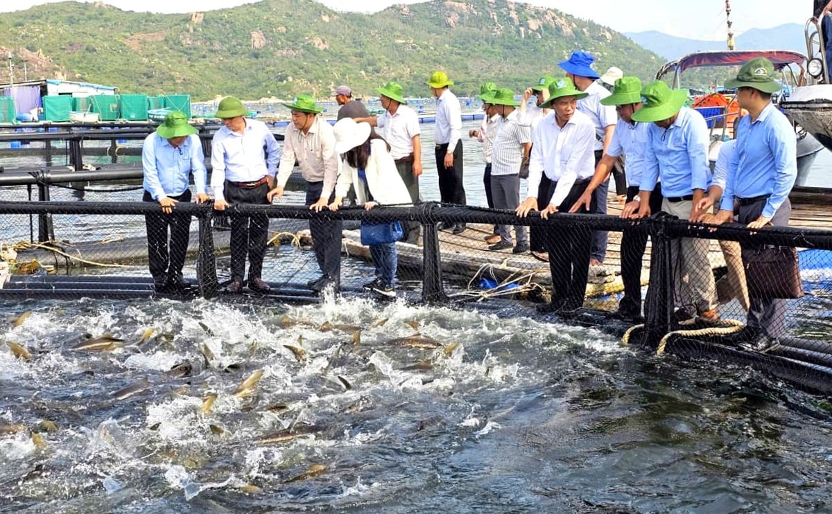 Mô hình nuôi cá biển bằng lồng HDPE tại vịnh Cam Ranh mang lại hiệu quả kinh tế vượt trội. Ảnh: Kim Sơ.