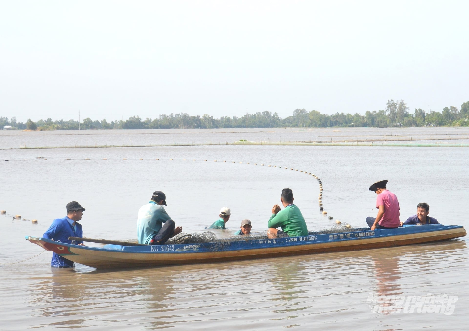 Nông dân kéo lưới thu hoạch cá đăng quầng trên ruộng lúa trong mùa nước nổi tại xã Vĩnh Hòa Hưng. Ảnh: Trung Chánh.