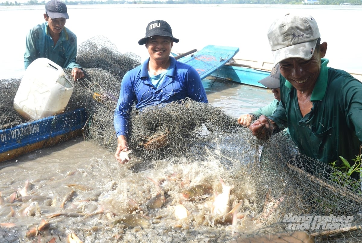 Mỗi ha thả nuôi cá đăng quầng trên ruộng lúa trong mùa nước nổi sau khoảng 4 tháng nuôi có thể thu hoạch gần 1 tấn cá thương phẩm, mang lại thu nhập gần 10 triệu đồng. Ảnh: Trung Chánh.