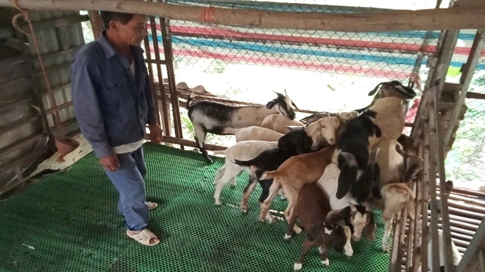 Ông Trần Quang Sơn kiểm đếm dê khi về chuồng. Ảnh: Dũng Thiệu.