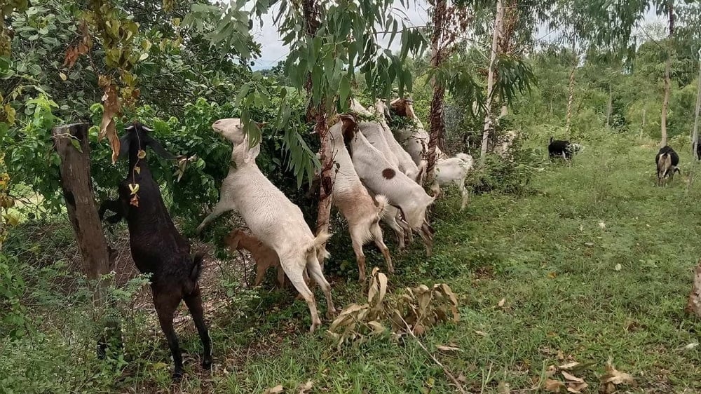 Mô hình nuôi dê quảng canh đặc biệt phù hợp với những nơi có bãi chăn thả rộng lớn như trung du và miền núi. Ảnh: Dũng Thiệu.