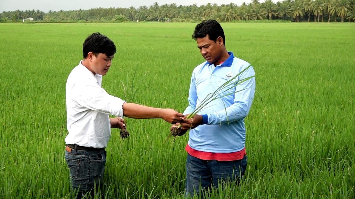 Trước áp lực sâu bệnh ngày càng phức tạp, nhiều doanh nghiệp trong ngành BVTV đã chủ động phối hợp với cơ quan chuyên môn hỗ trợ nông dân. Ảnh: Minh Sáng.