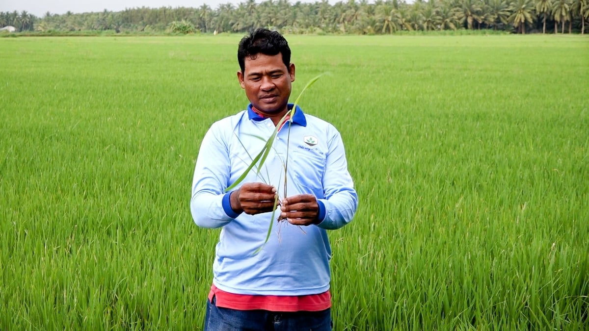 Vụ thu đông năm nay thời tiết bất lợi, mưa trái mùa liên tiếp gây ngập úng kéo dài khiến việc chăm sóc lúa gặp khó khăn. Ảnh: Minh Sáng.
