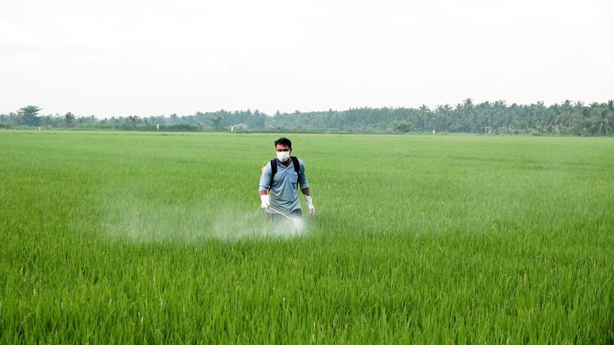 Bệnh đạo ôn trên lúa vẫn là mối lo hàng đầu của bà con nông dân. Ảnh: Minh Sáng.