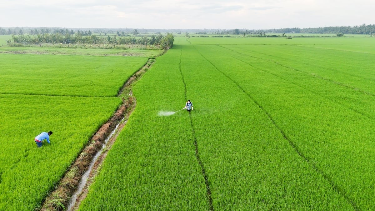 Nhiều dịch hại có nguy cơ bùng phát trên diện rộng trong vụ lúa thu đông 2025 ở ĐBSCL. Ảnh: Minh Sáng.