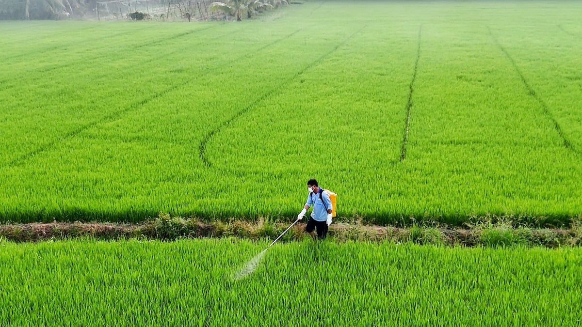 Trong bối cảnh biến đổi khí hậu, việc quản lý dịch hại cần dựa trên nguyên tắc 'phòng là chính, trị kịp thời'. Ảnh: Minh Sáng.