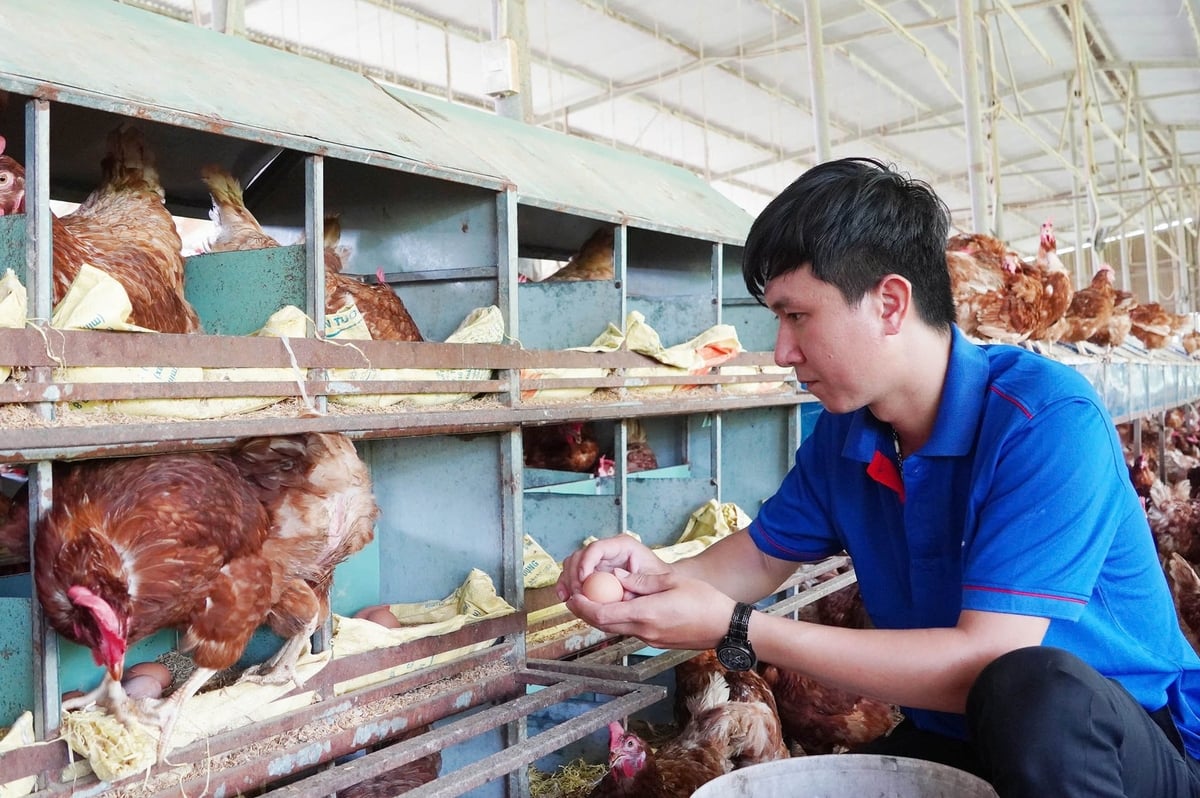 Nuôi gà lấy trứng đảm bảo phúc lợi động vật. Ảnh: Nguyễn Thủy. Nuôi gà lấy trứng đảm bảo phúc lợi động vật. Ảnh: Nguyễn Thủy.