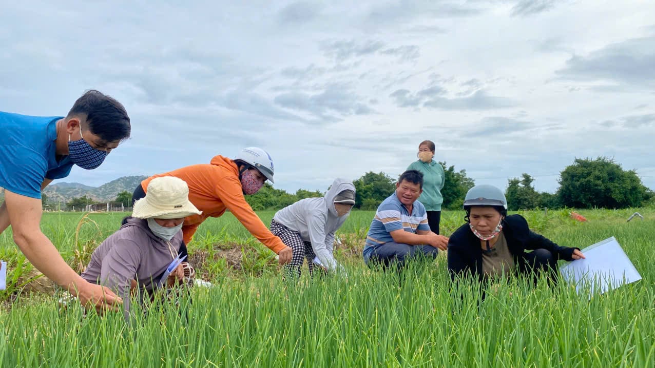 Học viên thực hành quan sát hệ sinh thái ruộng hành. Ảnh: Nguyễn Cơ. Học viên thực hành quan sát hệ sinh thái ruộng hành. Ảnh: Nguyễn Cơ.