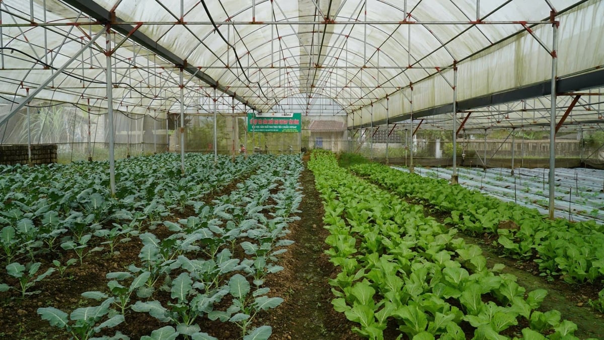 Nhưng luống rau xanh tốt trong nhà màng. Ảnh: Đức Bình.