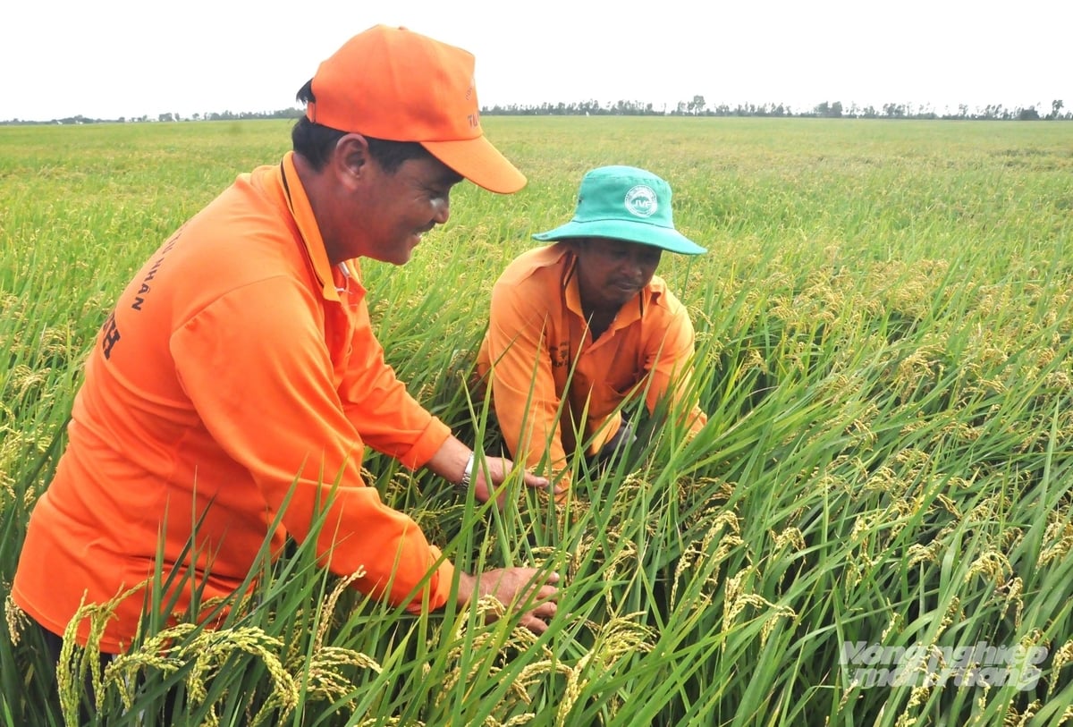 An Giang hiện có hơn 623.000ha đất lúa, được bố trí lịch sản xuất với 4 vụ chính, tổng diện tích gieo trồng khoảng 1,3 triệu ha, sản lượng thu hoạch từ 8,7-8,7 triệu tấn lúa/năm. Ảnh: Trung Chánh.