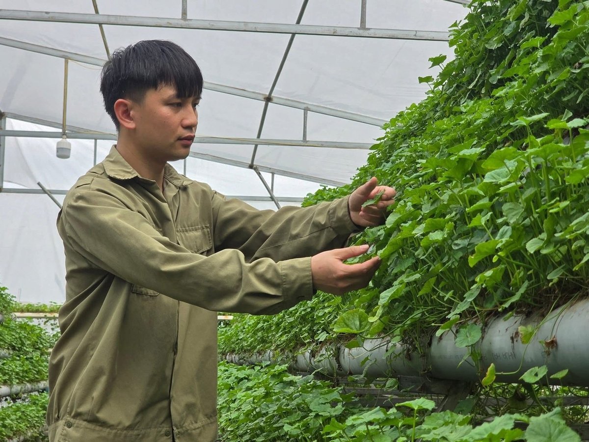 Trang trại rau má thủy canh của anh Cao Văn Hùng (phường Bình Khê, Quảng Ninh) cho thu hoạch quanh năm, tiêu thụ rất tốt. Ảnh: Cường Vũ.