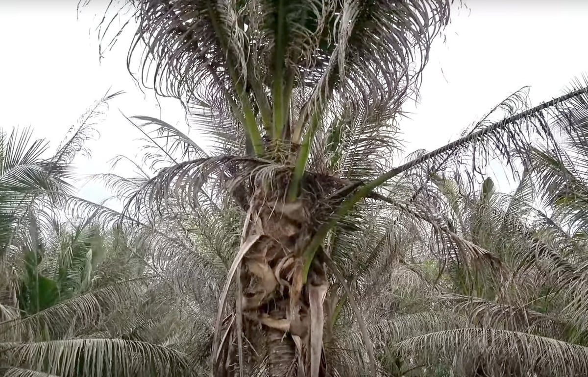 Một vườn dừa ở Tiền Giang (cũ) bị héo khô, xơ xác do sâu đầu đen. Ảnh: Sơn Trang. Một vườn dừa ở Tiền Giang (cũ) bị héo khô, xơ xác do sâu đầu đen. Ảnh: Sơn Trang.