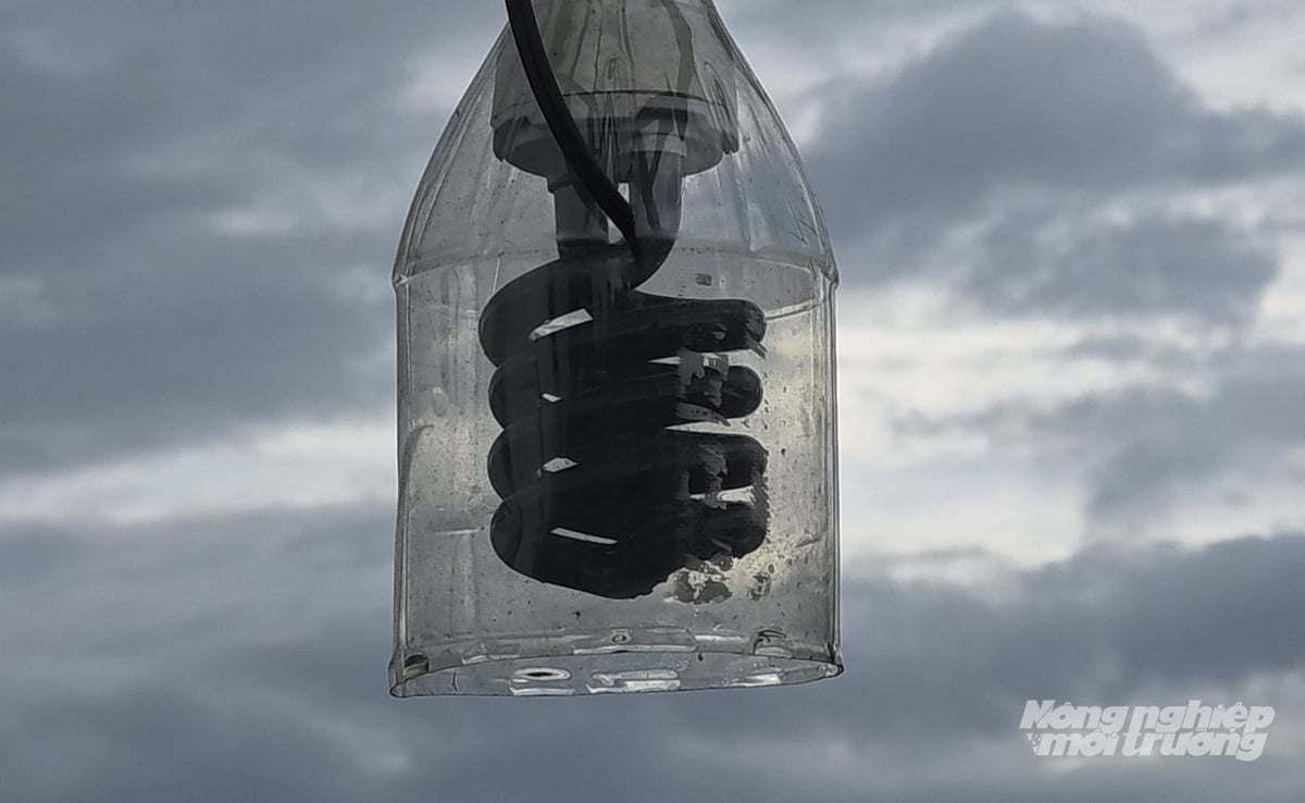 Thay vì dùng thuốc BVTV hóa học, các hộ dân tham gia mô hình IPHM sử dụng bẫy để diệt sinh vật gây hại. Ảnh: Võ Dũng.