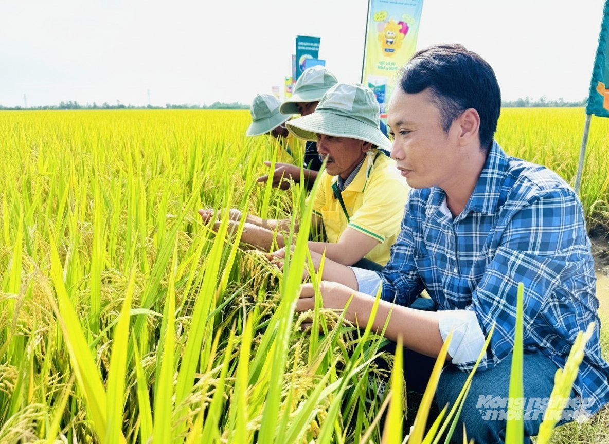 Áp dụng IPHM vào đồng ruộng giúp các hợp tác xã ở An Giang giảm chi phí đầu vào từ 15 - 20%, sản phẩm đảm bảo an toàn thực phẩm, hướng tới canh tác phát thải thấp. Ảnh: Trung Chánh. Áp dụng IPHM vào đồng ruộng giúp các hợp tác xã ở An Giang giảm chi phí đầu vào từ 15 - 20%, sản phẩm đảm bảo an toàn thực phẩm, hướng tới canh tác phát thải thấp. Ảnh: Trung Chánh.