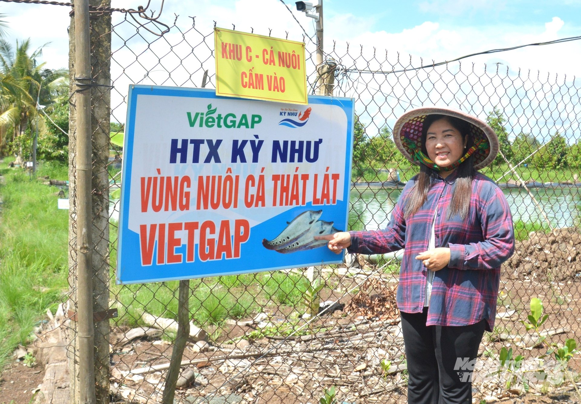 Hợp tác xã Kỳ Như liên kết với nông dân đầu tư vùng nuôi chuyên canh cá thát lát áp dụng tiêu chuẩn VietGAP, gắn với chế biến sâu, tạo thương hiệu cho sản phẩm cá thát lát vươn xa. Ảnh: Trung Chánh.