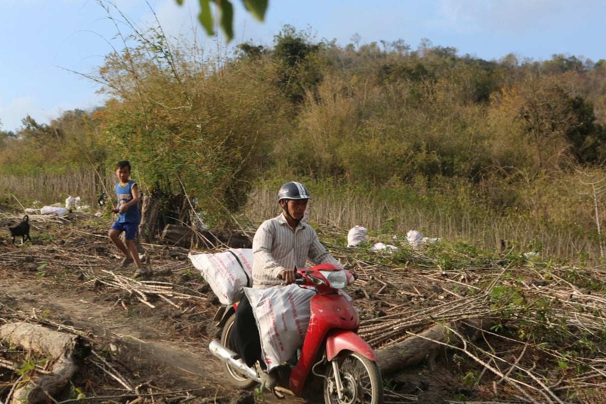 Nông dân Thanh Hóa thu hoạch sắn bán cho Nhà máy tinh bột sắn Phúc Thịnh. Ảnh: Thanh Tâm. Nông dân Thanh Hóa thu hoạch sắn bán cho Nhà máy tinh bột sắn Phúc Thịnh. Ảnh: Thanh Tâm.