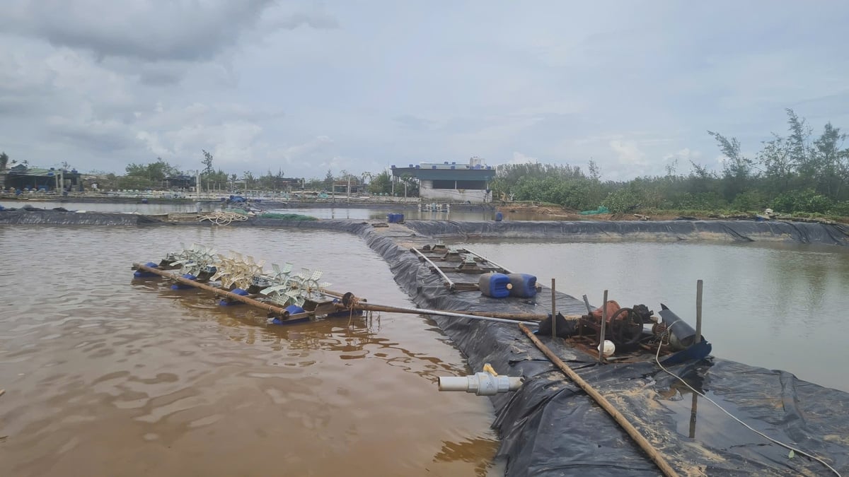 Nghệ An khuyến cáo không tổ chức nuôi tôm vụ đông tại những cơ sở không đảm bảo. Ảnh: Việt Khánh.