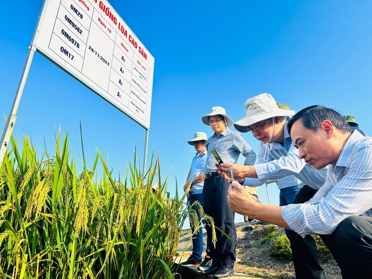 Ngành trồng trọt sẽ đẩy mạnh nghiên cứu giống cây trồng chịu hạn, chịu mặn, kháng sâu bệnh. Ảnh: Huỳnh Xây.