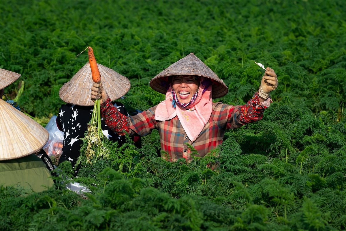 Vụ Đông ở miền Bắc giúp người nông dân có thêm thực phẩm và thu nhập. Ảnh: TL.