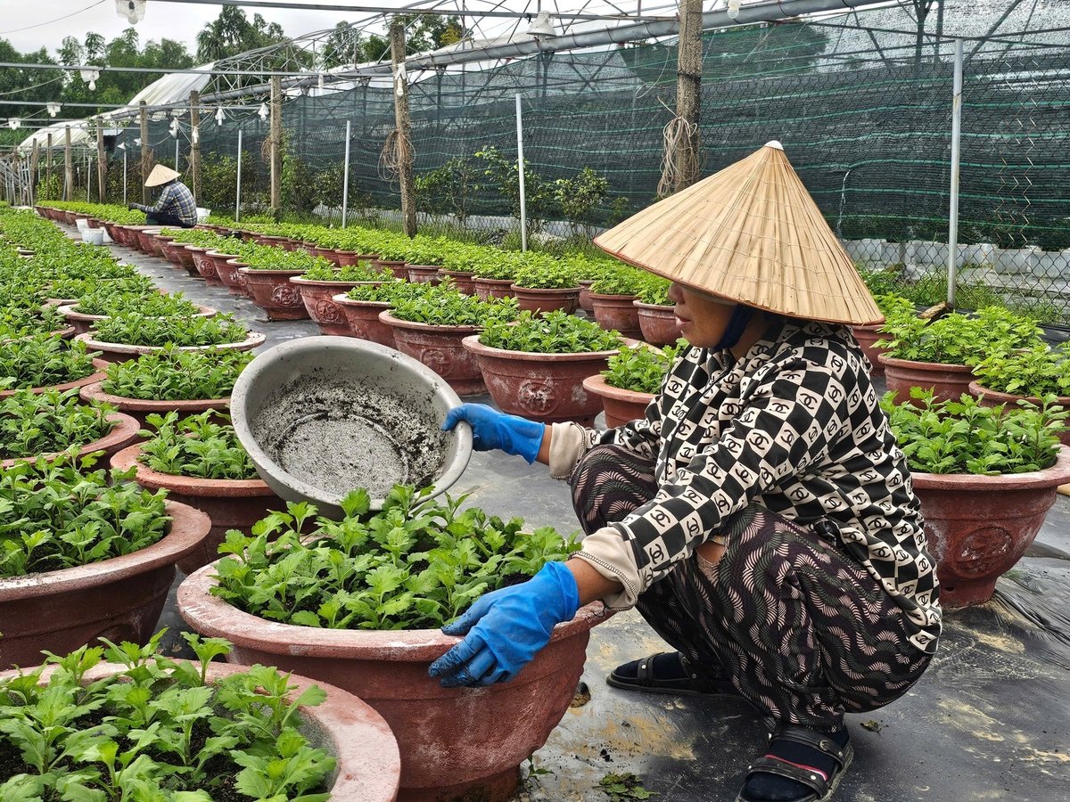 Sau lũ, người dân triển khai nhiều biện pháp chăm sóc nhằm giúp cây trồng phục hồi và sớm ổn định sản xuất. Ảnh: Lan Anh.