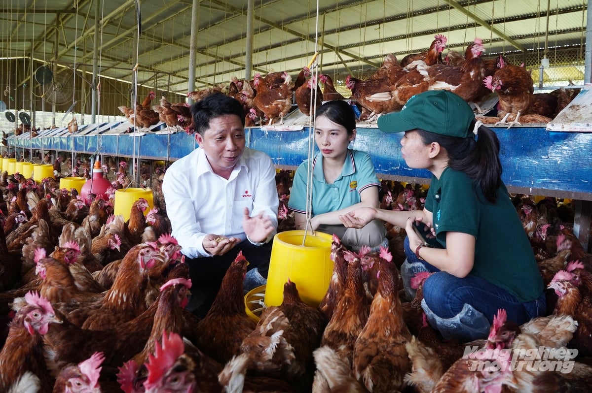 Trứng từ các trang trại đạt tiêu chuẩn phúc lợi động vật quốc tế, sản phẩm trứng gà lỏng thanh trùng cũng sẽ được chứng nhận phúc lợi động vật. Ảnh: Nguyễn Thủy.