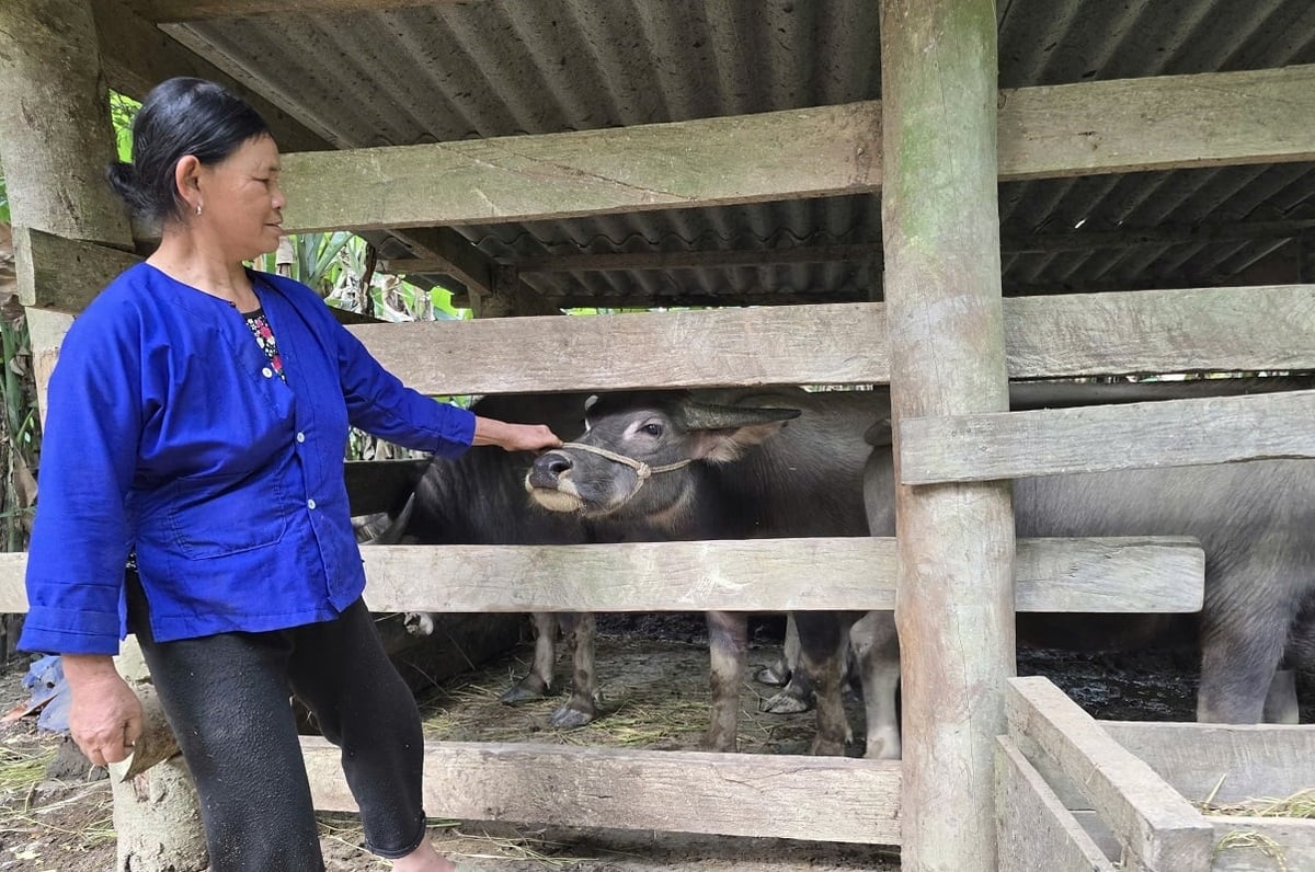Sau khi bán đàn trâu và có lãi cao, gia đình ông Thụ đã mua 4 con trâu giống để tiếp tục nuôi, tạo thêm nguồn thu nhập lâu dài. Ảnh: Hoàng Nghĩa.