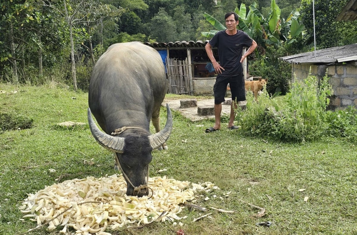 Anh Láng tin tưởng đàn trâu sẽ mang lại nguồn thu khá, giúp anh thoát nghèo, ổn định cuộc sống. Ảnh: Hoàng Nghĩa.