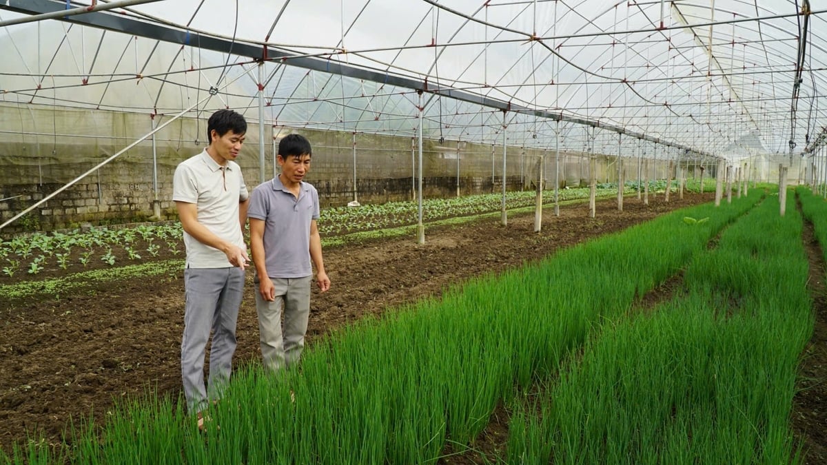 Ngoài trồng rau cải, dưa chuột, Tổ hợp tác rau Tân Bình còn trồng thêm hành. Ảnh: Đức Bình.