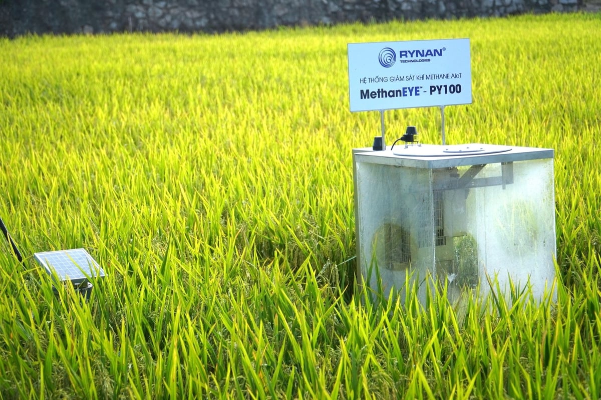 Quy trình MRV gồm 6 bước: chuẩn bị, đăng ký, thiết lập đường cơ sở, đo đạc, báo cáo, thẩm định. Ảnh: Kim Anh.